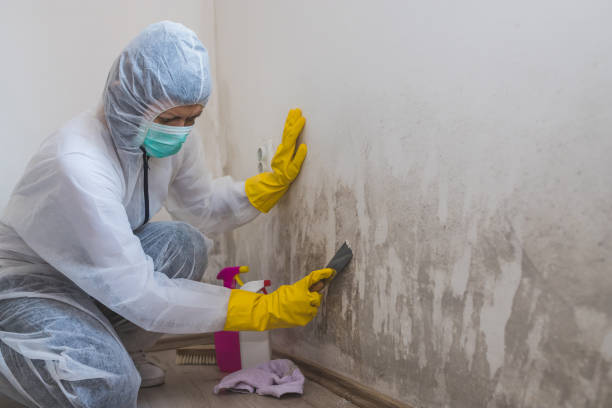 Best Mold Damage Repair  in Shady Shores, TX