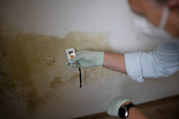 Best Toxic Mold Removal  in Shady Shores, TX
