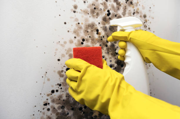 Best Emergency Mold Removal  in Shady Shores, TX