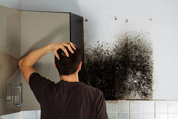 Best Fast Mold Removal  in Shady Shores, TX